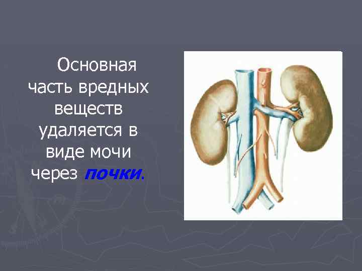 Основная часть вредных веществ удаляется в виде мочи через почки. 