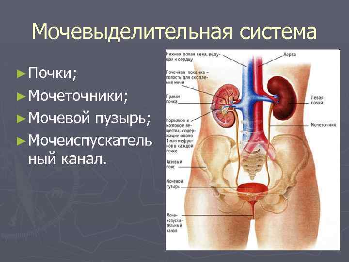 Мочевыделительная система