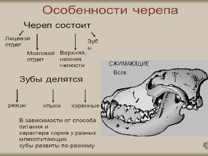 Особенности строения скелета черепа млекопитающих. Череп млекопитающих. Особенности черепа млекопитающих. Строение черепа млекопитающих. Зубная система млекопитающих.