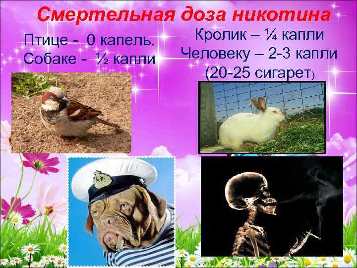 Смертельная доза никотина Птице - 0 капель. Собаке - ½ капли Кролик – ¼