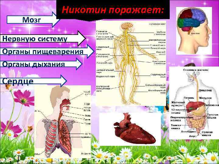 Мозг Никотин поражает: Нервную систему Органы пищеварения Органы дыхания Сердце 