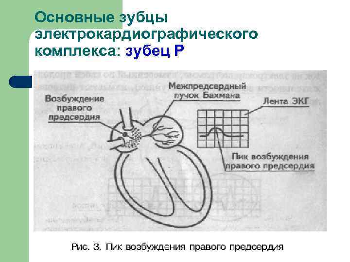 Основные зубцы электрокардиографического комплекса: зубец Р 