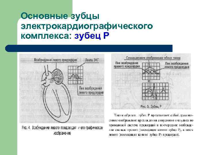 Основные зубцы электрокардиографического комплекса: зубец Р 