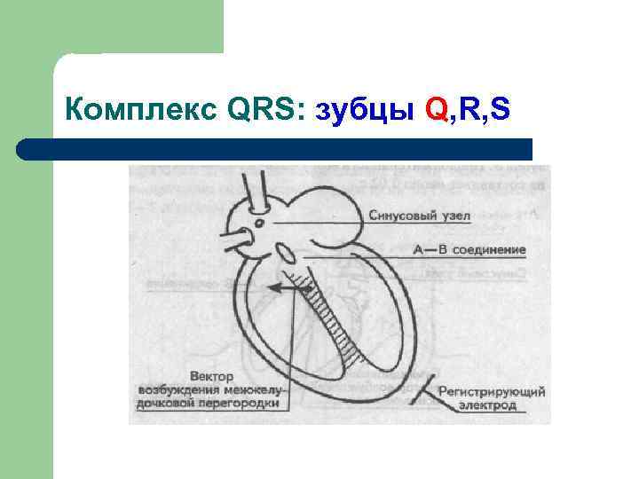 Комплекс QRS: зубцы Q, R, S 