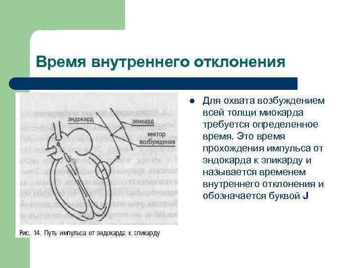 Время внутреннего отклонения l Для охвата возбуждением всей толщи миокарда требуется определенное время. Это