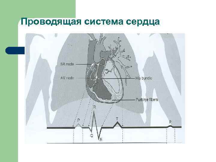 Проводящая система сердца 