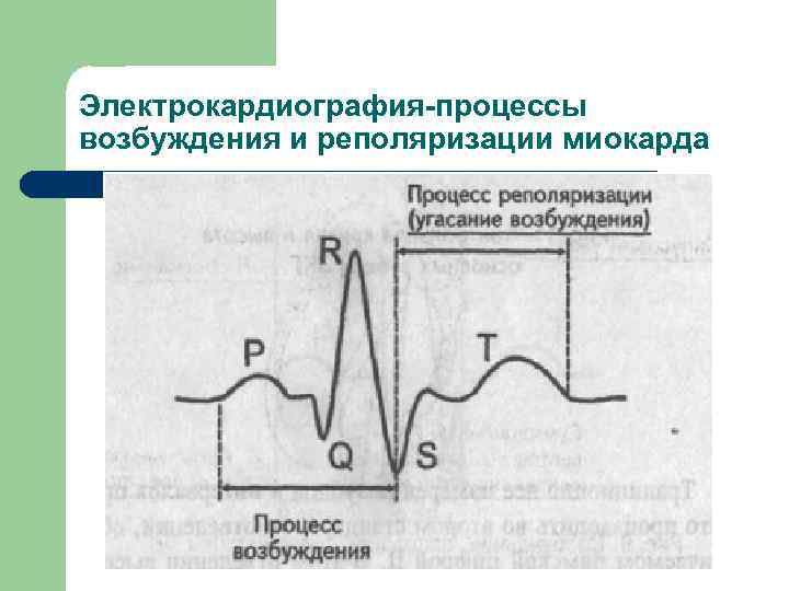 Электрокардиография-процессы возбуждения и реполяризации миокарда 