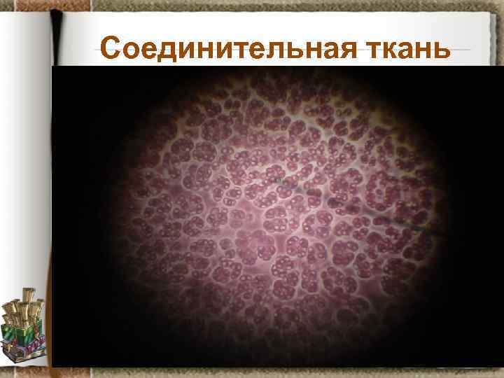 Соединительная ткань Задание: рассмотрите препарат крови лягушки, установите черты отличия от предыдущего препарата, предположите