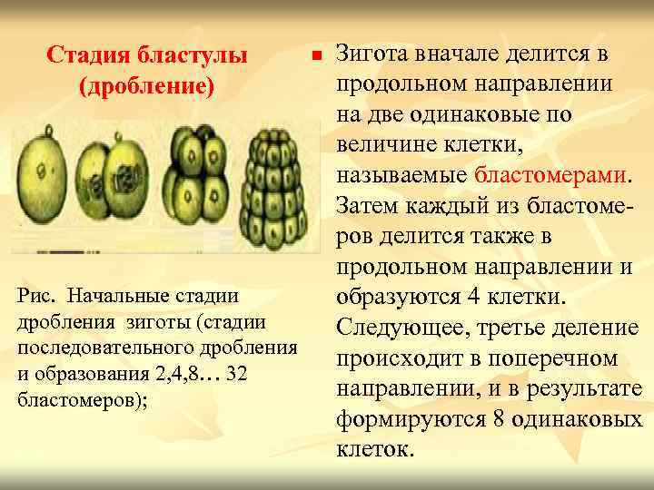 Стадия бластулы (дробление) Рис. Начальные стадии дробления зиготы (стадии последовательного дробления и образования 2,
