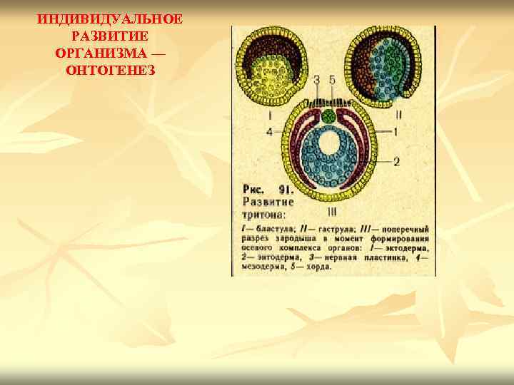 ИНДИВИДУАЛЬНОЕ РАЗВИТИЕ ОРГАНИЗМА — ОНТОГЕНЕЗ 
