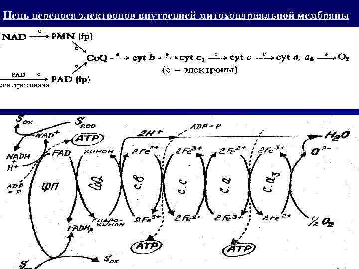 Цепи переноса