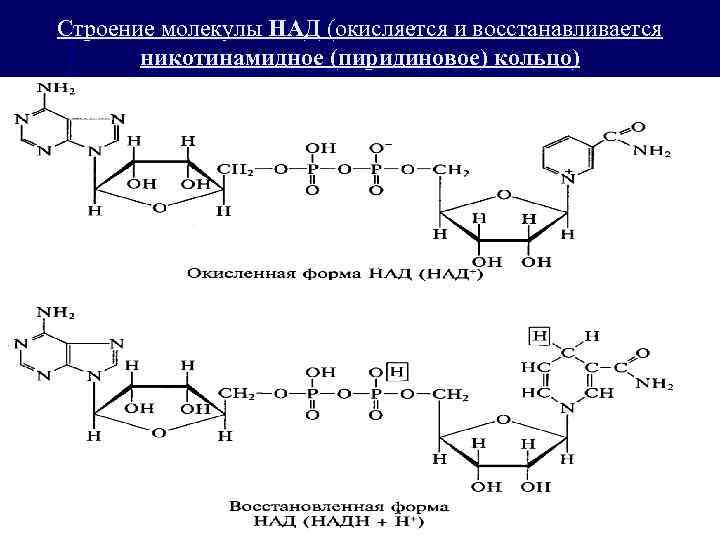 Строение молекулы НАД (окисляется и восстанавливается никотинамидное (пиридиновое) кольцо) 