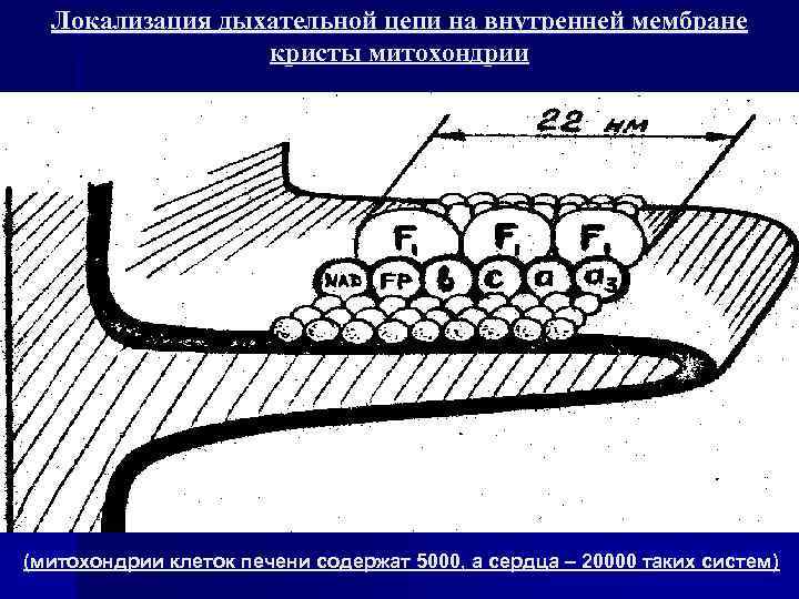 Локализация дыхательной цепи на внутренней мембране кристы митохондрии (митохондрии клеток печени содержат 5000, а