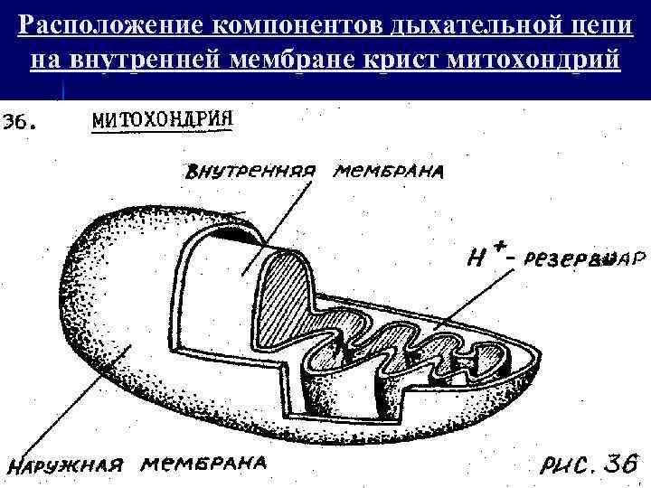 Митохондрии внутренняя мембрана образует граны