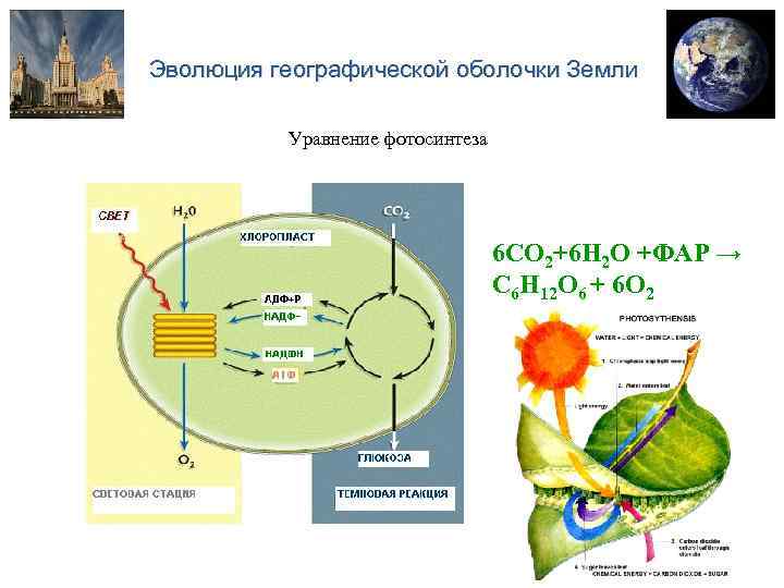 Эволюция географической оболочки Земли Уравнение фотосинтеза 6 CO 2+6 H 2 O +ФАР →