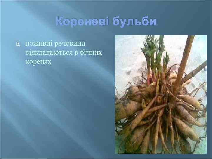Кореневі бульби поживні речовини відкладаються в бічних коренях 
