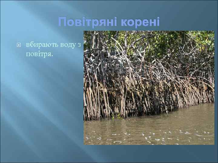 Повітряні корені вбирають воду з повітря. 