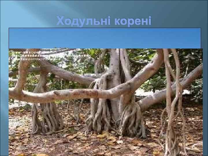 Ходульні корені утримують рослину (кукурудза, баньян) 