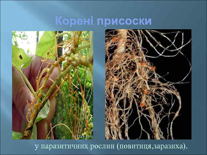 Корені присоски у паразитичних рослин (повитиця, заразиха). 
