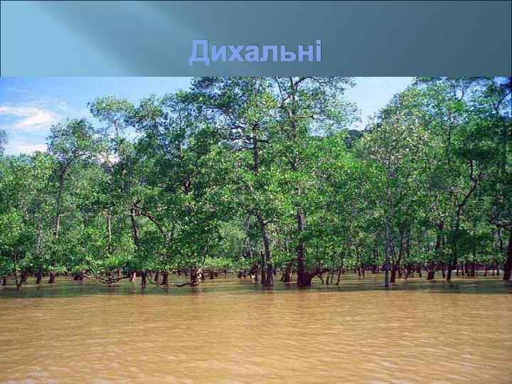 Дихальні забезпечують дихання у болотних рослин. 