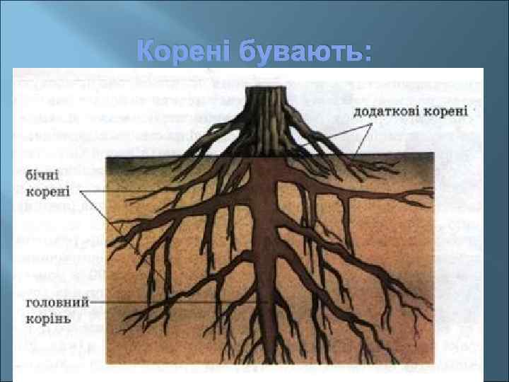 Корені бувають: 