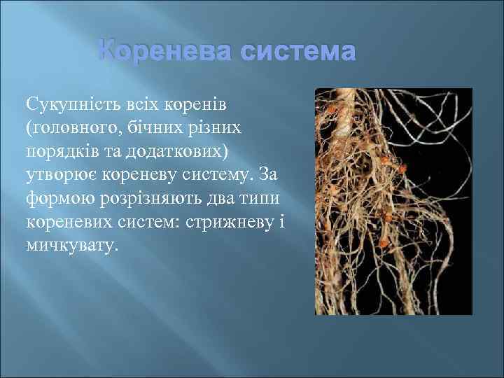 Коренева система Сукупність всіх коренів (головного, бічних різних порядків та додаткових) утворює кореневу систему.