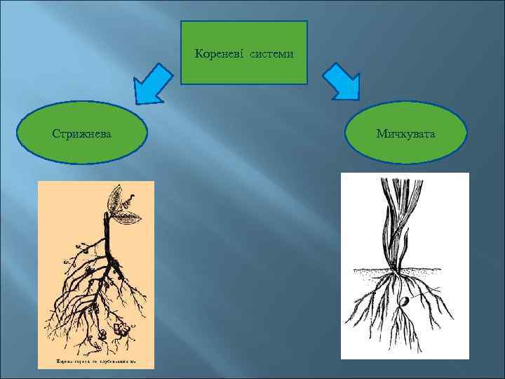 Кореневі системи Стрижнева Мичкувата 