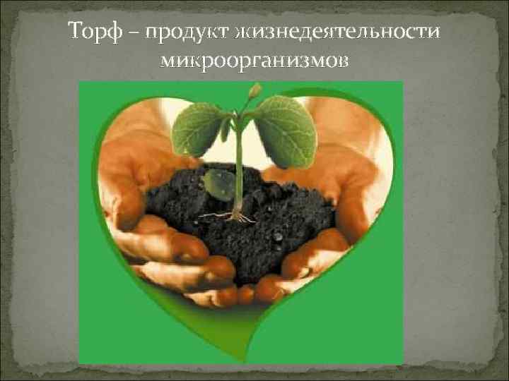 Торф – продукт жизнедеятельности микроорганизмов 