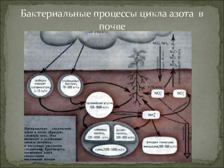 Бактериальные процессы цикла азота в почве 