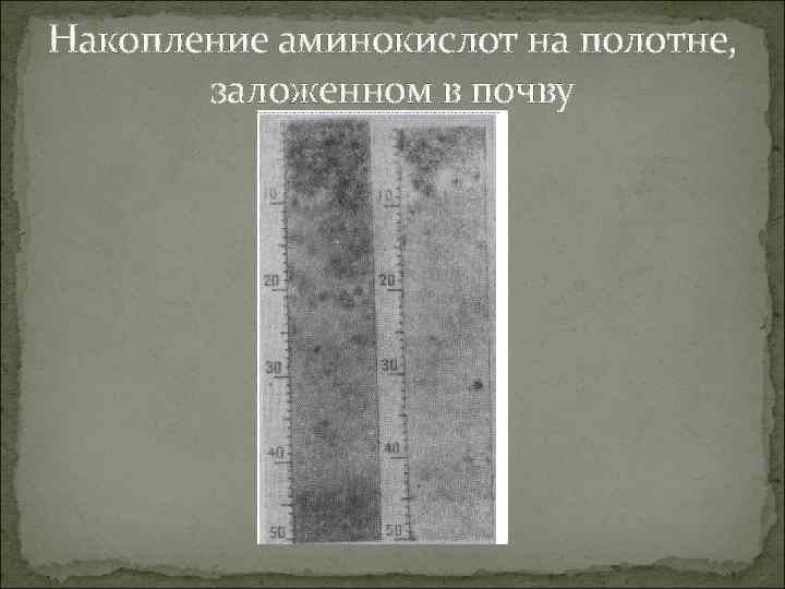 Накопление аминокислот на полотне, заложенном в почву 