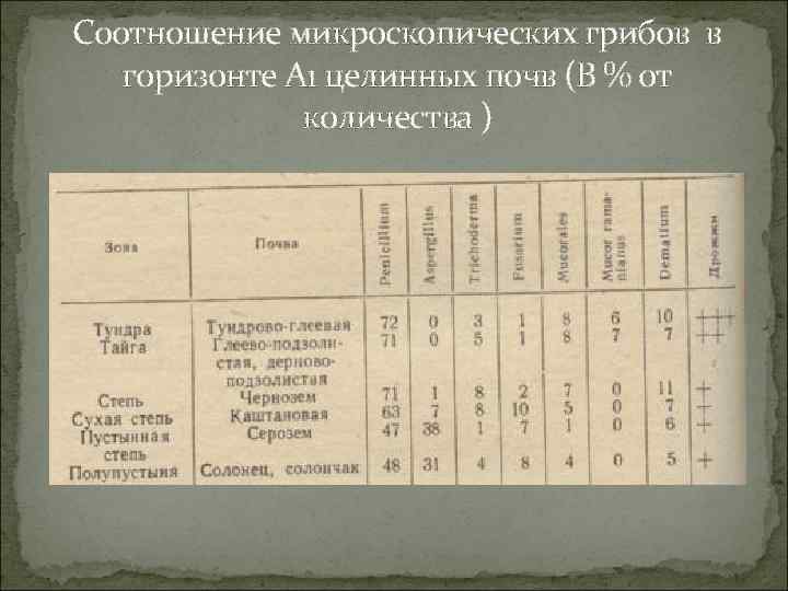 Соотношение микроскопических грибов в горизонте А 1 целинных почв (В % от количества )