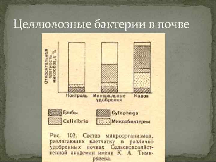 Целлюлозные бактерии в почве 