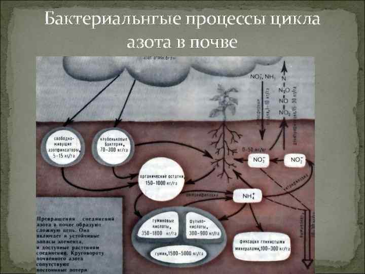 Бактериальнгые процессы цикла азота в почве 