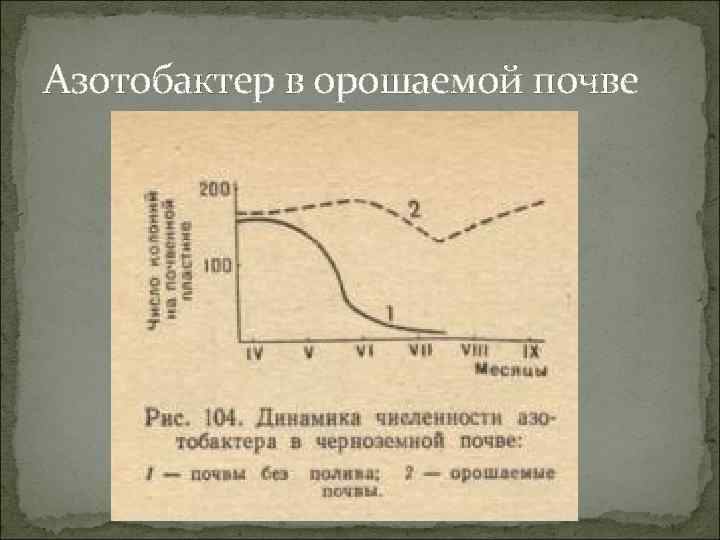 Азотобактер в орошаемой почве 