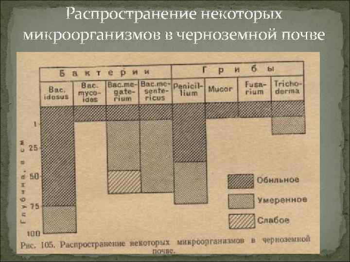 Распространение некоторых микроорганизмов в черноземной почве 