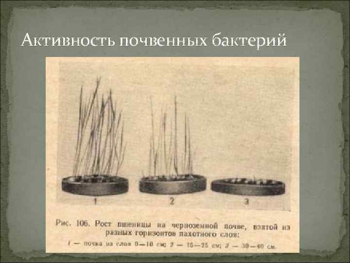 Активность почвенных бактерий 