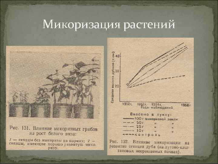 Микоризация растений 