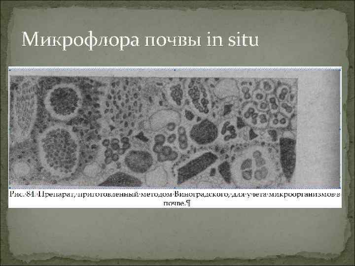 Микрофлора почвы in situ 