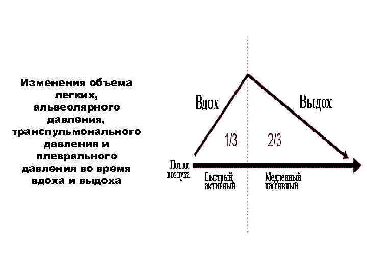 Изменения объема легких, альвеолярного давления, транспульмонального давления и плеврального давления во время вдоха и