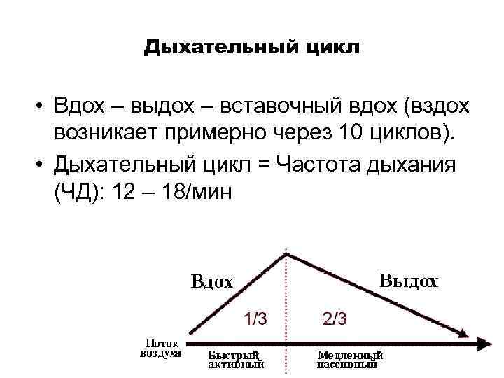 Дыхательный цикл • Вдох – выдох – вставочный вдох (вздох возникает примерно через 10