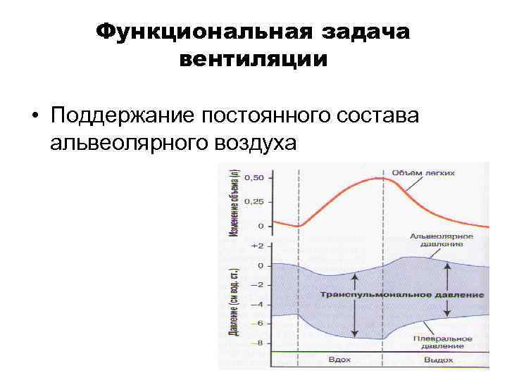 Функциональная задача вентиляции • Поддержание постоянного состава альвеолярного воздуха 
