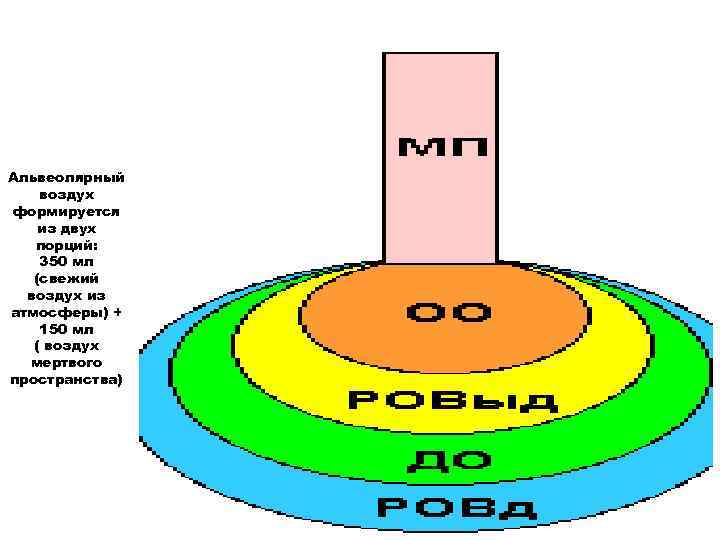 Альвеолярный воздух формируется из двух порций: 350 мл (свежий воздух из атмосферы) + 150