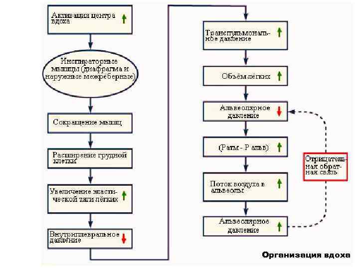 Организация вдоха 