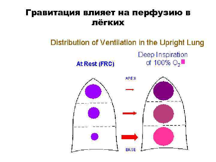 Гравитация влияет на перфузию в лёгких 