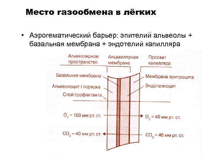 Место газообмена в лёгких • Аэрогематический барьер: эпителий альвеолы + базальная мембрана + эндотелий