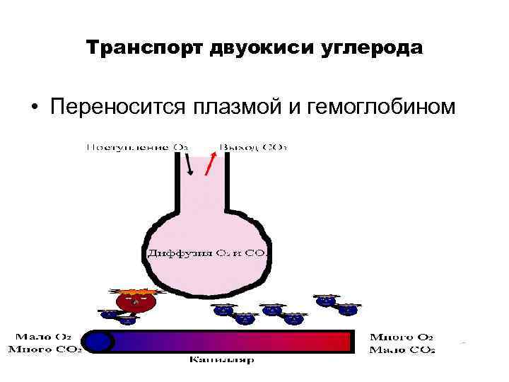 Транспорт двуокиси углерода • Переносится плазмой и гемоглобином 