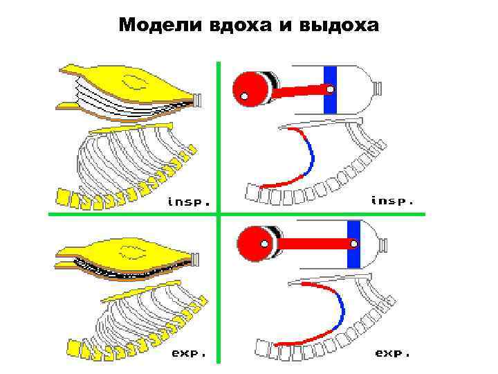 Модели вдоха и выдоха 