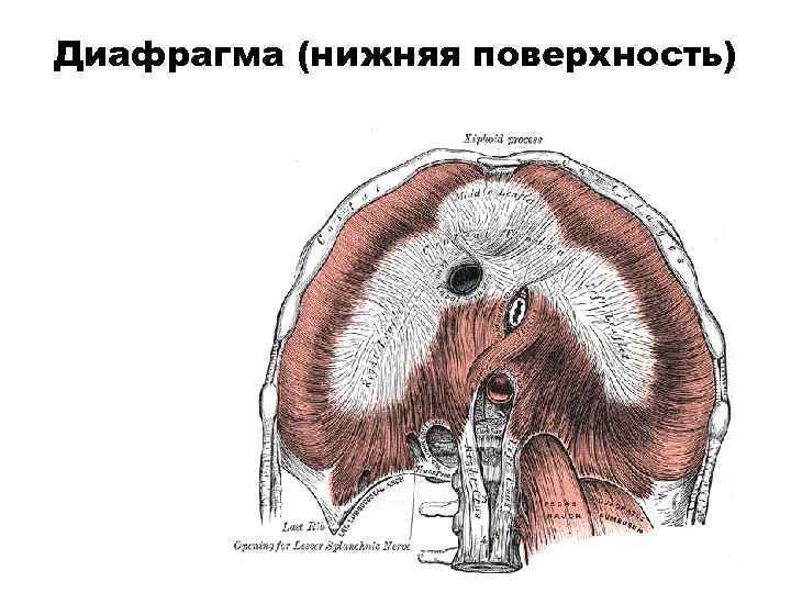 Диафрагма (нижняя поверхность) 