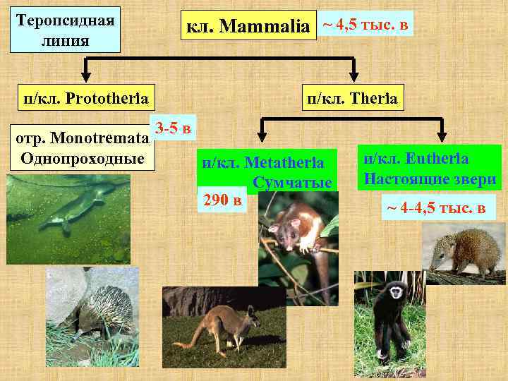 Теропсидная кл. Mammalia ~ 4, 5 тыс. в линия п/кл. Prototheria п/кл. Theria 3