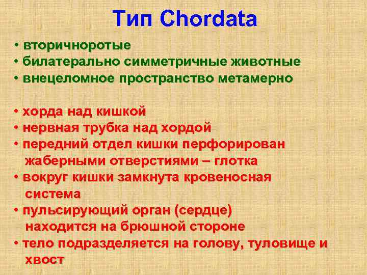  Тип Chordata • вторичноротые • билатерально симметричные животные • внецеломное пространство метамерно •